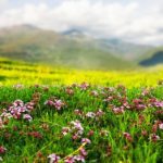 Mountain Flowers