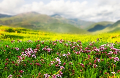 Mountain Flowers